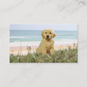 Golden Retriever Beach Grass Breeder Business Card
