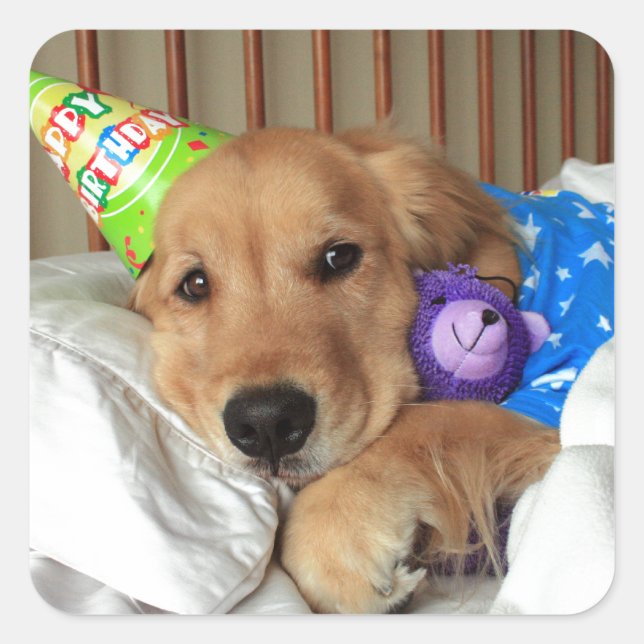 Golden Retriever Birthday Square Sticker (Front)
