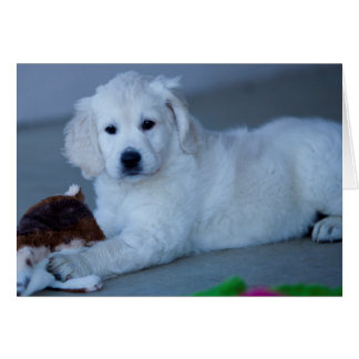 Golden Retriever Blank Photo Card