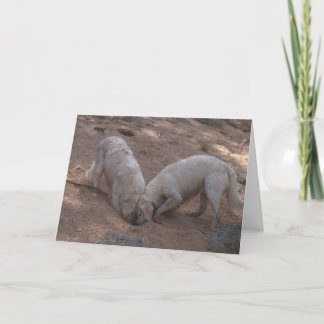 Golden Retriever Blank Photo Card