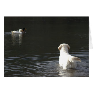 Golden Retriever Blank Photo Card