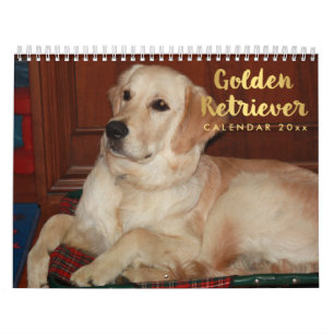 Golden Retriever Calendar 2026