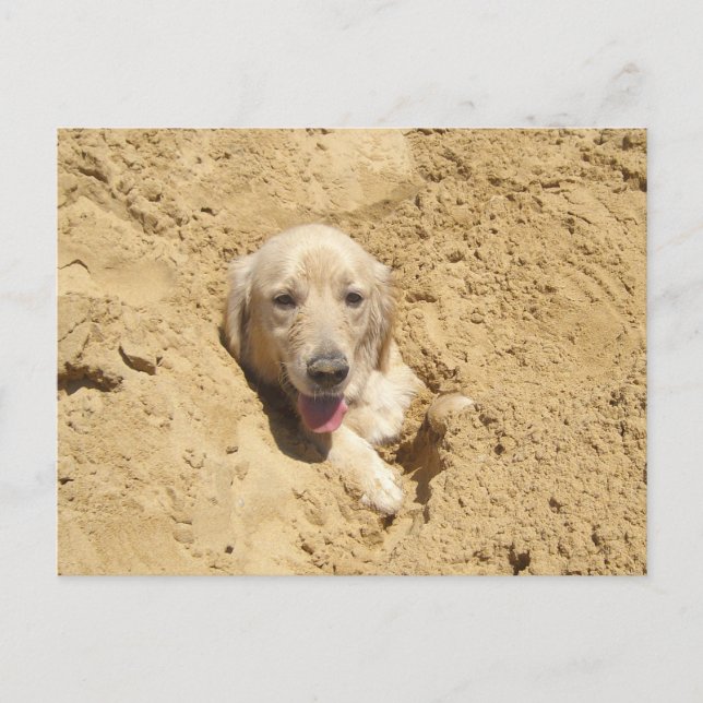 Golden Retriever Camouflage Postcard (Front)
