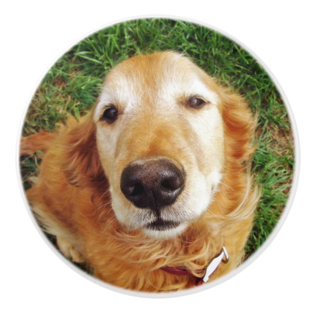 Golden Retriever Ceramic Knob (Front)
