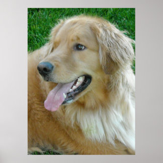 Golden Retriever Close-up Poster