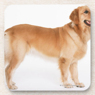 Golden Retriever Coaster