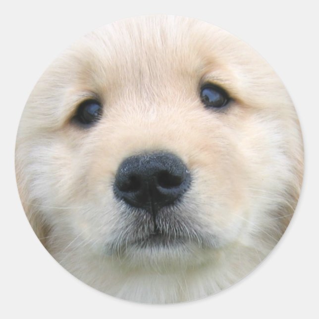 Golden Retriever Cute Puppy Classic Round Sticker (Front)