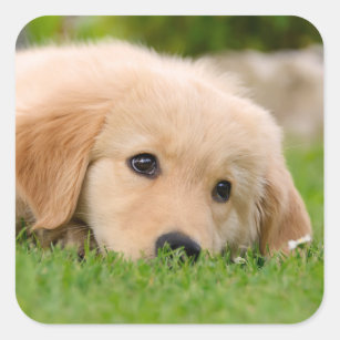 Golden Retriever Cute Puppy Dreaming Dog Portrait Square Sticker