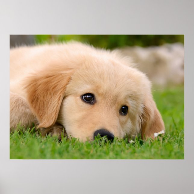 Golden Retriever Cute Puppy Dreaming, Pet Photo Poster (Front)