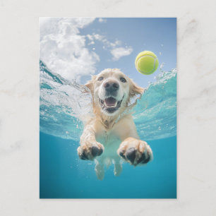 Golden Retriever Diving Tennis Ball Underwater Postcard