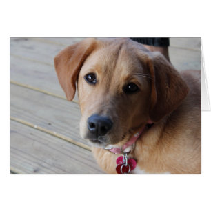 Golden Retriever Dog