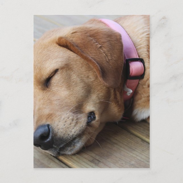 Golden Retriever Dog #4 Postcard (Front)