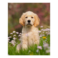Golden Retriever Dog Cute Goldie Puppy, Photo