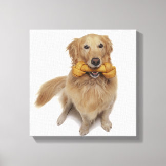 Golden Retriever Dog holding bone in mouth Canvas Print