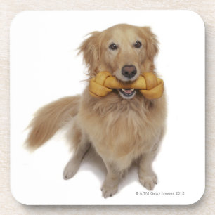 Golden Retriever Dog holding bone in mouth Coaster