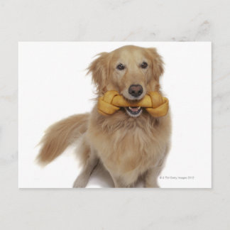 Golden Retriever Dog holding bone in mouth Postcard