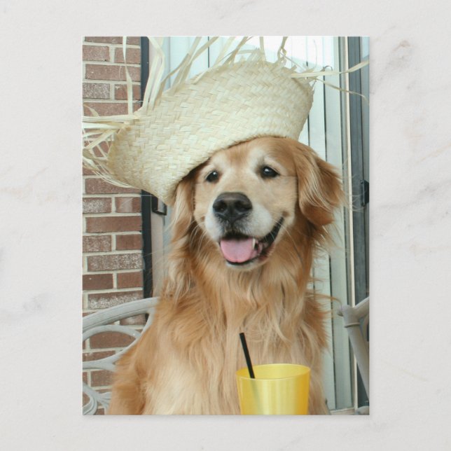 Golden Retriever Dog in Straw Hat Happy Summer Postcard (Front)
