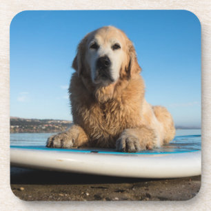 Golden Retriever Dog Laying On A Paddle Board Coaster