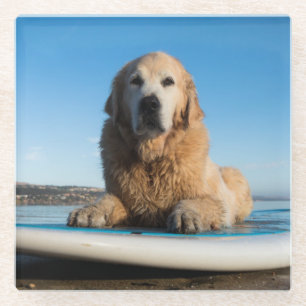 Golden Retriever Dog Laying On A Paddle Board Glass Coaster