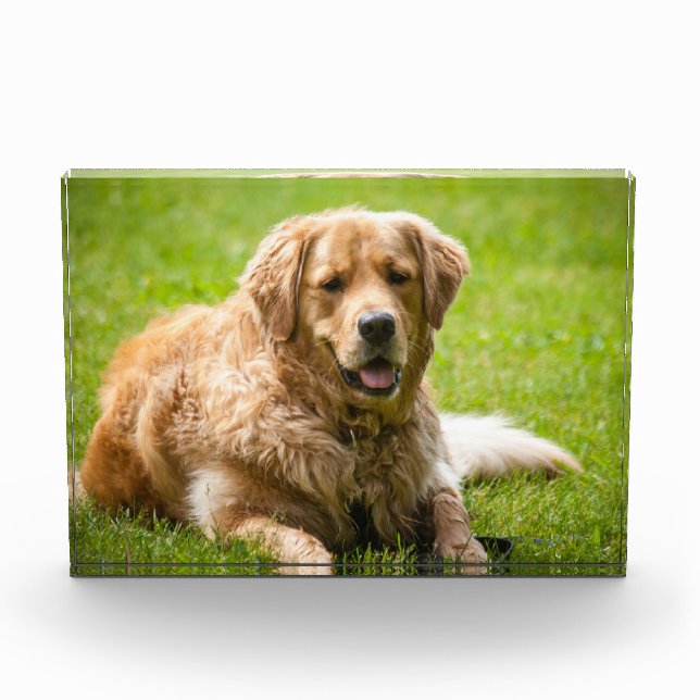 Golden Retriever Dog Photo Block (Front)
