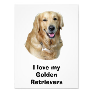Golden Retriever dog photo portrait Print