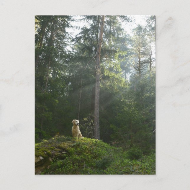 Golden Retriever Dog | Pine Woodland Postcard (Front)
