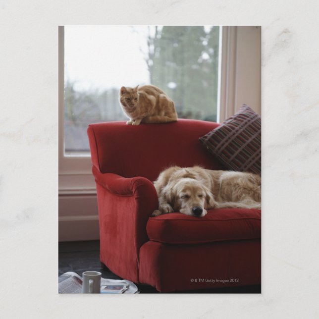 Golden retriever dog with ginger tabby cat postcard (Front)