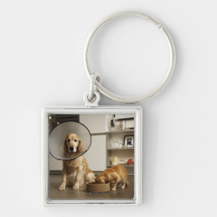 Golden retriever dog with medical collar sitting key ring
