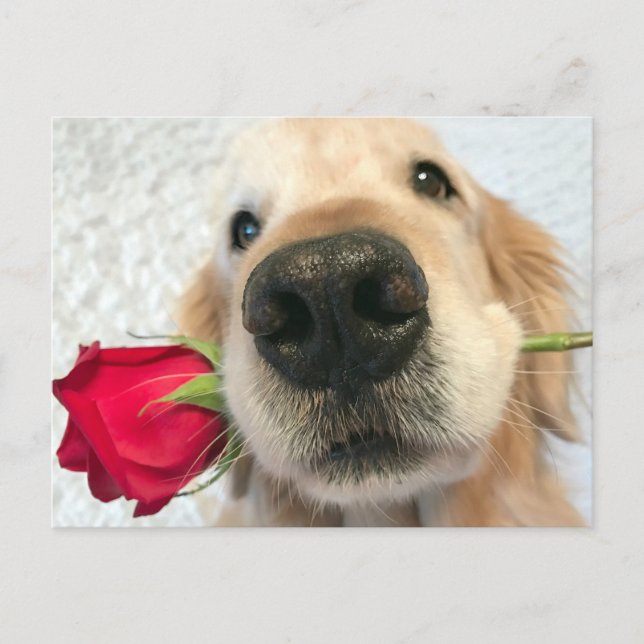 Golden Retriever Dog With Red Rose Valentine's Day Holiday Postcard (Front)