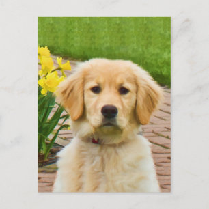 Golden Retriever Dog, Yellow Daffodils Postcard