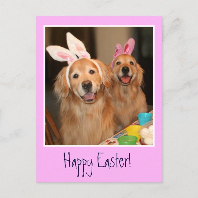 Golden Retriever Easter Bunny Holiday Postcard (Front)