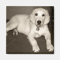 Golden Retriever (English Cream) Puppy - 14 weeks