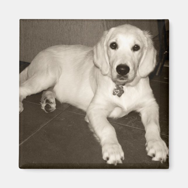 Golden Retriever (English Cream) Puppy - 14 weeks Magnet (Front)