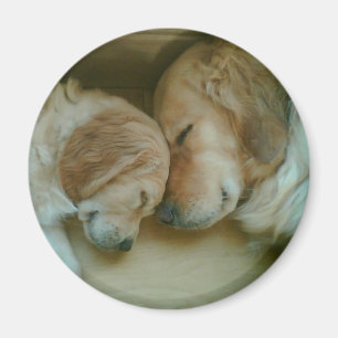 Golden Retriever Fridge Magnet