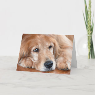 golden retriever get well soon card