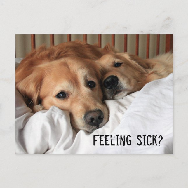 Golden Retriever Get Well Soon Postcard (Front)
