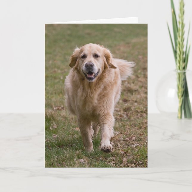 Golden Retriever Greeting Card (Front)