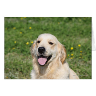 Golden Retriever Headshot 1