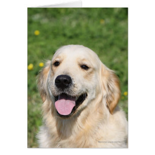 Golden Retriever Headshot 1