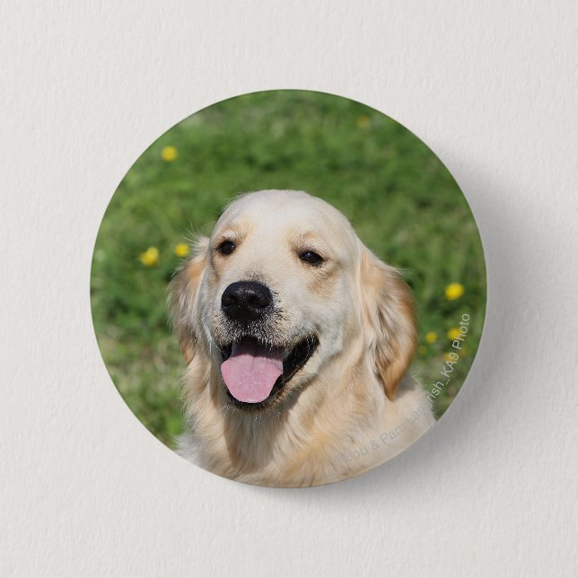 Golden Retriever Headshot 1 6 Cm Round Badge (Front)