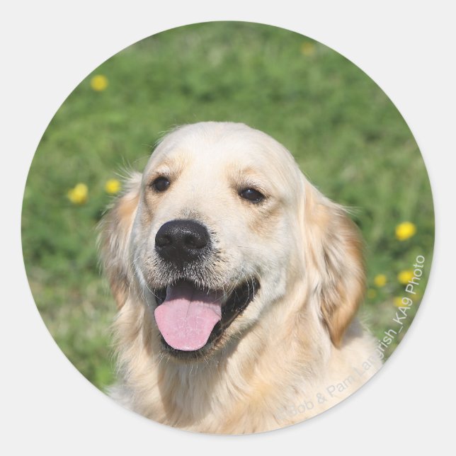 Golden Retriever Headshot 1 Classic Round Sticker (Front)