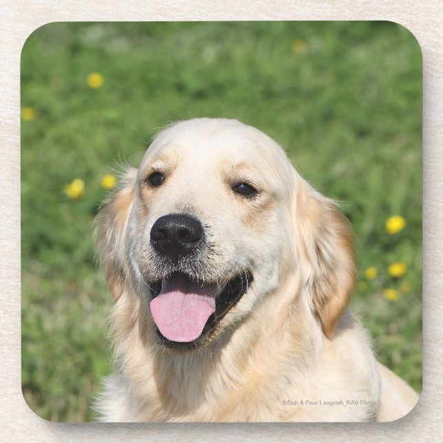Golden Retriever Headshot 1 Coaster (Front)