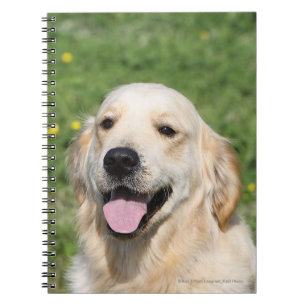 Golden Retriever Headshot 1 Spiral Notebook