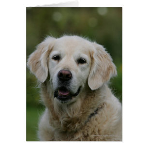 Golden Retriever Headshot 2
