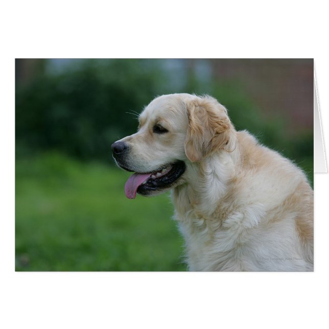 Golden Retriever Headshot 2 2 (Front Horizontal)