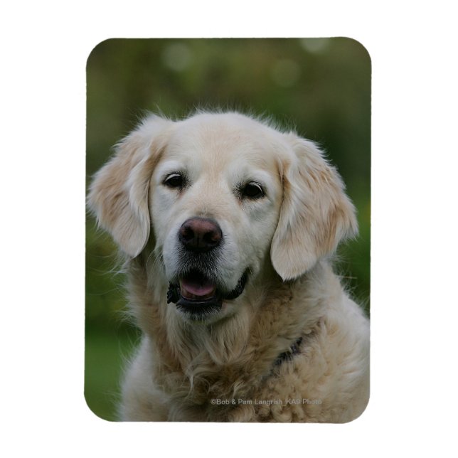 Golden Retriever Headshot 2 Magnet (Vertical)