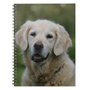 Golden Retriever Headshot 2 Spiral Notebook