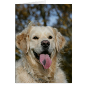Golden Retriever Headshot 3