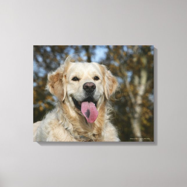 Golden Retriever Headshot 3 Canvas Print (Front)