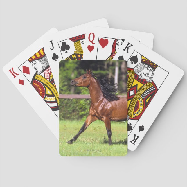 Golden Retriever Headshot 3 Deck Of C - Customised Playing Cards (Back)